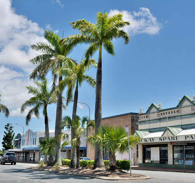 palm trees in Mackay
